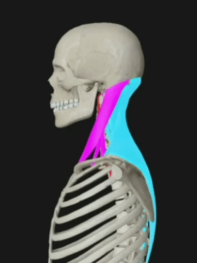 4.gif